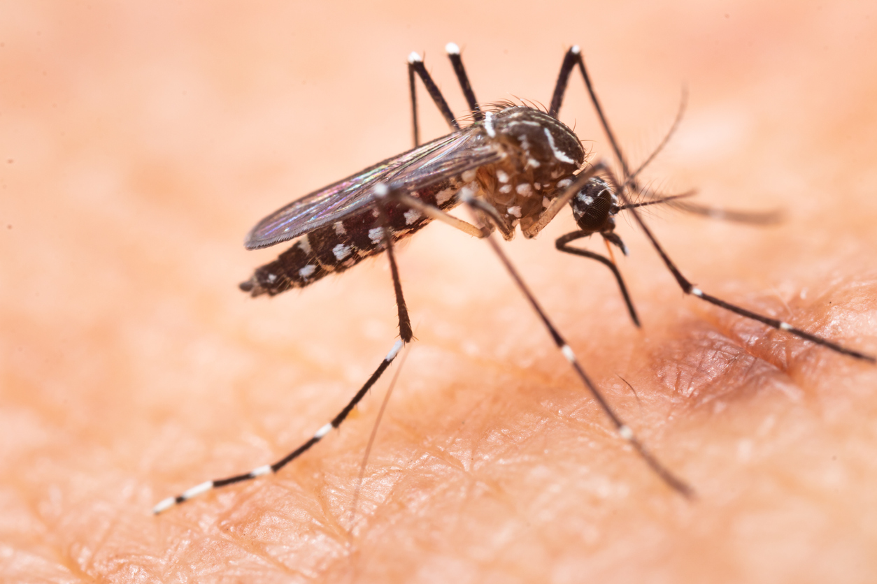 Le moustique tigre laisse des traces sur plusieurs départements français