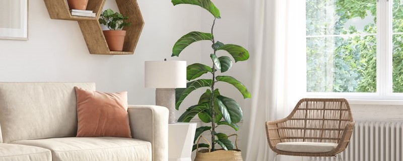 Une levée de fonds fructueuse pour Edgar Suites