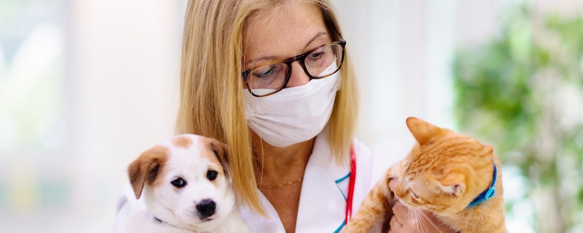 chien, chat et vétérinaire