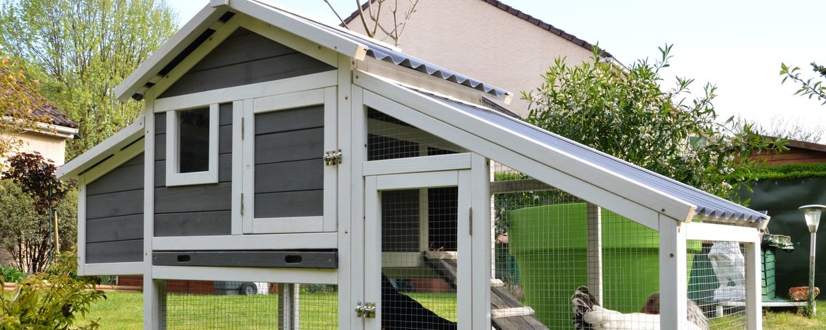 Réglementation des poulaillers en ville : ce que vous devez savoir