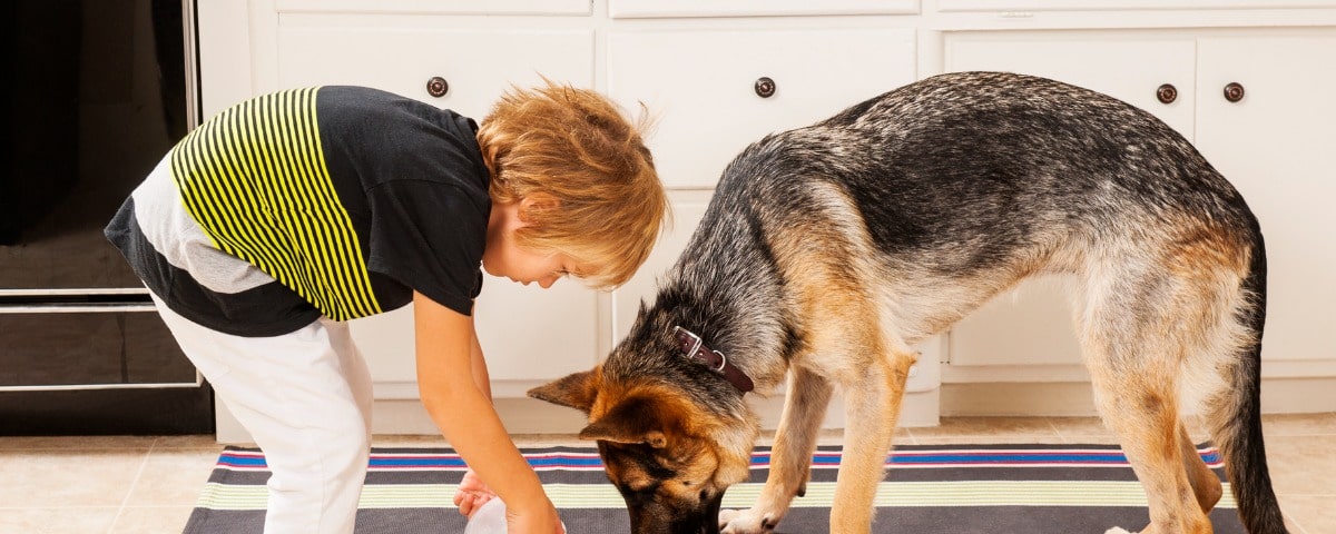 Appel à l’aide de la SPA du Cantal face à l’inflation galopante