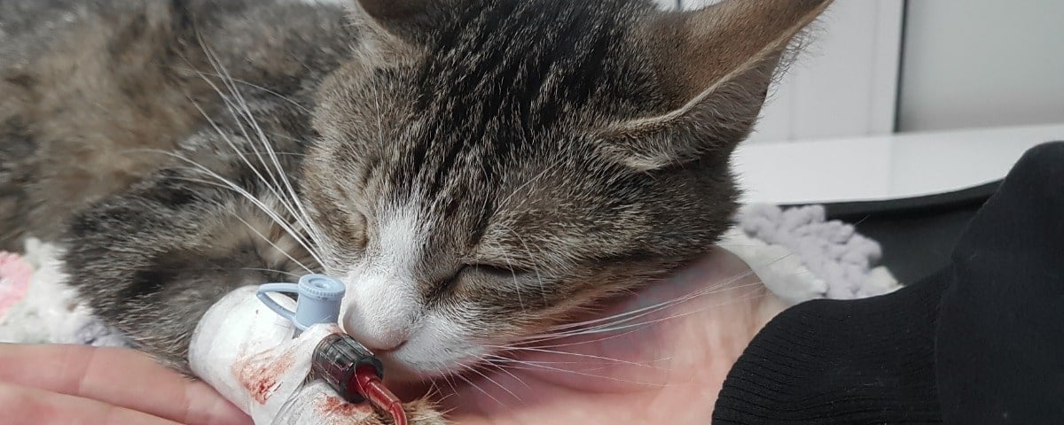 Les chats peuvent-ils donner leur sang ?