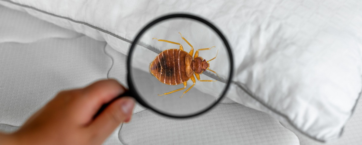 Désinfection contre les punaises de lit : quid de la responsabilité du bailleur ?