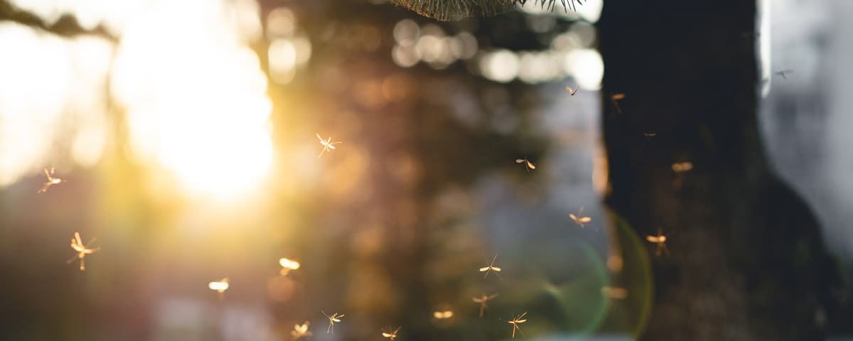 L’EMA donne son autorisation pour le vaccin européen contre le chikungunya