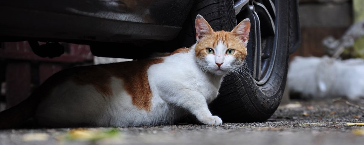Une nouvelle signalétique pour protéger… les chats