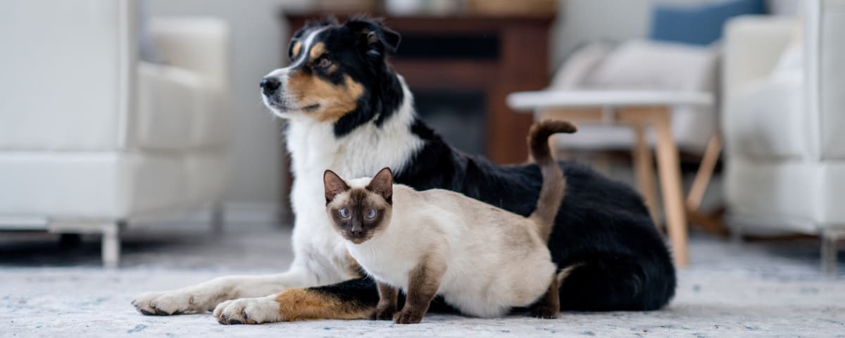 Coût de l’assurance « animaux » : un frein pour les Français