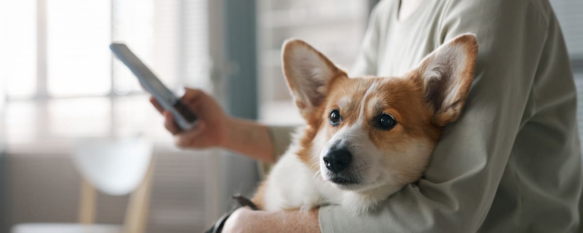 Assurance animaux : 400 000 formulaires remplis sur les comparateurs en 2023