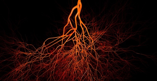 Les veines du corps humain