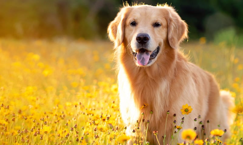 Assurance Golden Retriever