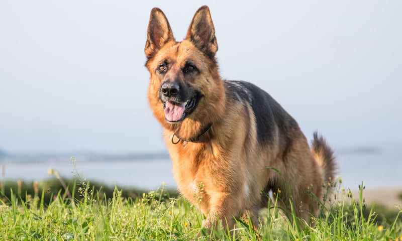 Assurance berger allemand