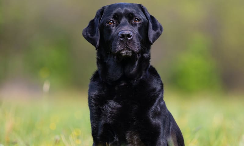 Assurance chien Labrador