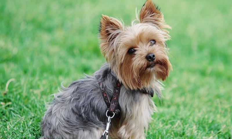 Assurance chien yorkshire