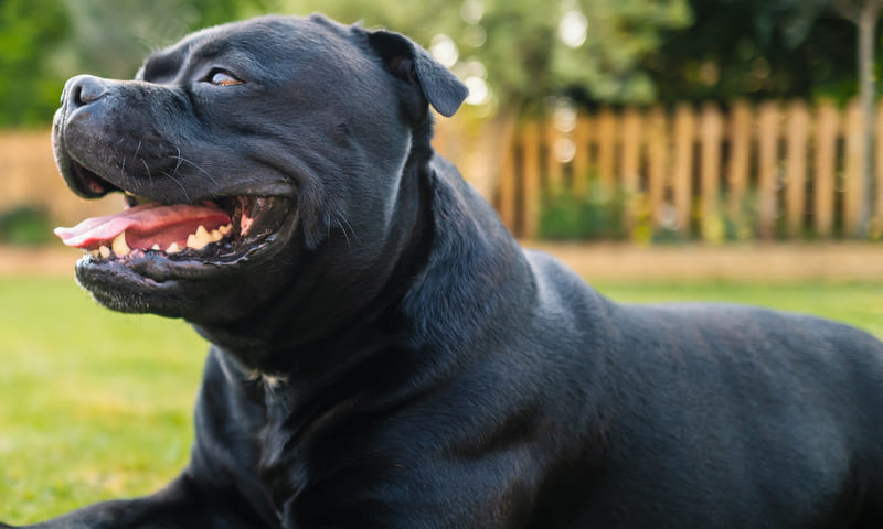 Assurance Staffordshire bull-terrier 