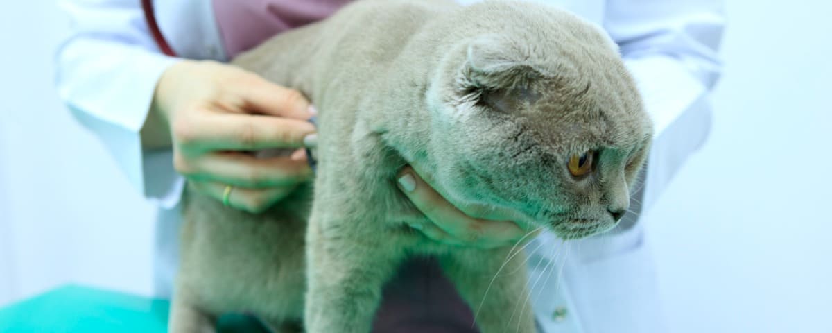 L’arthrose du chat : mieux la comprendre pour la détecter au plus vite