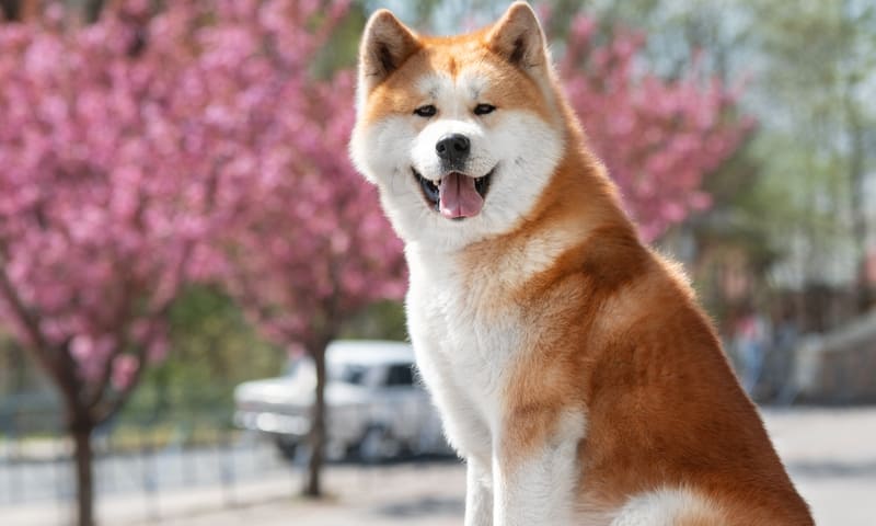 Meilleure assurance santé pour un Akita inu