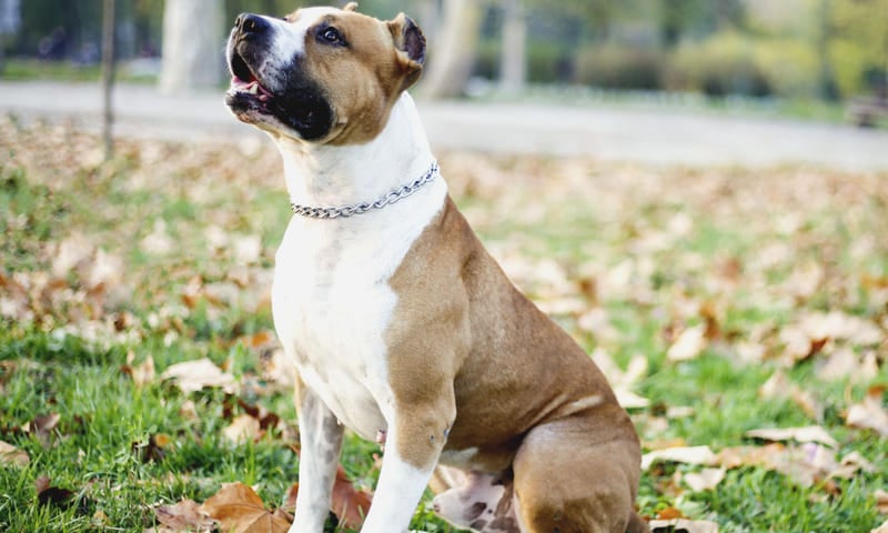 Assurance santé pour l’American Staffordshire Terrier 