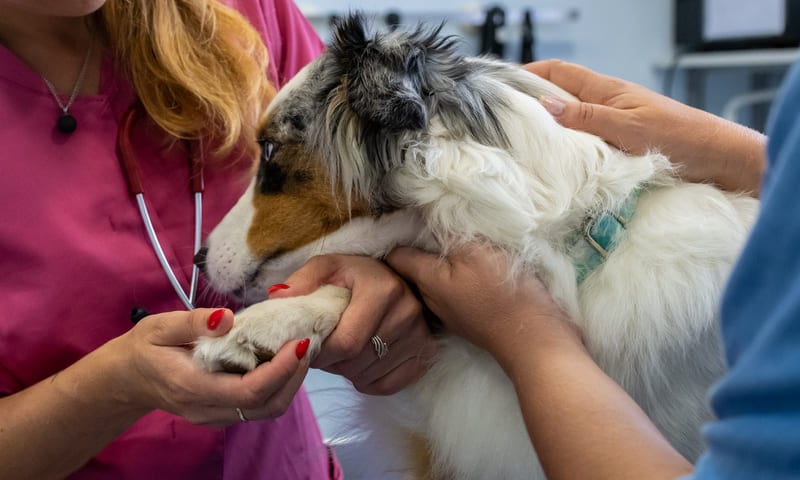 Assurance animal déjà malade
