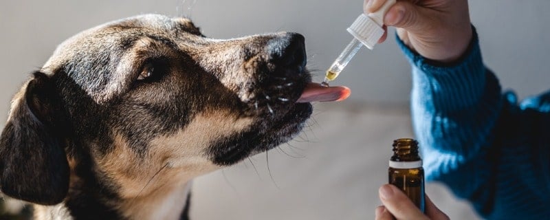 Assurance pour animaux le plafond annuel de remboursement