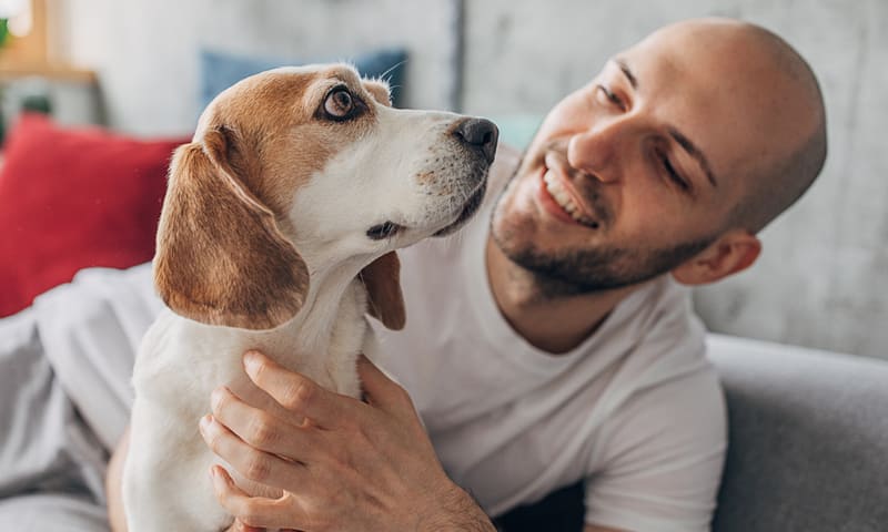 Assurance santé pour chien beagle