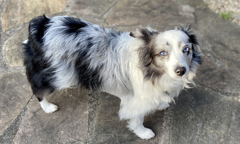 assurance santé pour un chien berger américain miniature