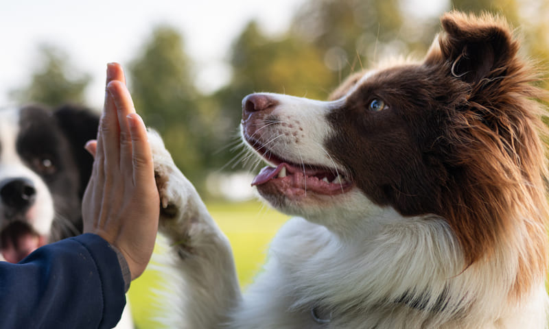 Assurance santé pour chien border collie