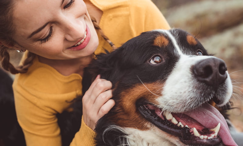 Assurance santé pour le bouvier bernois