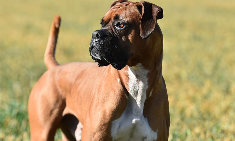Assurance santé pour chien boxer  