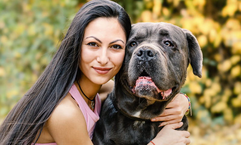 Assurance pour chien Cane Corso