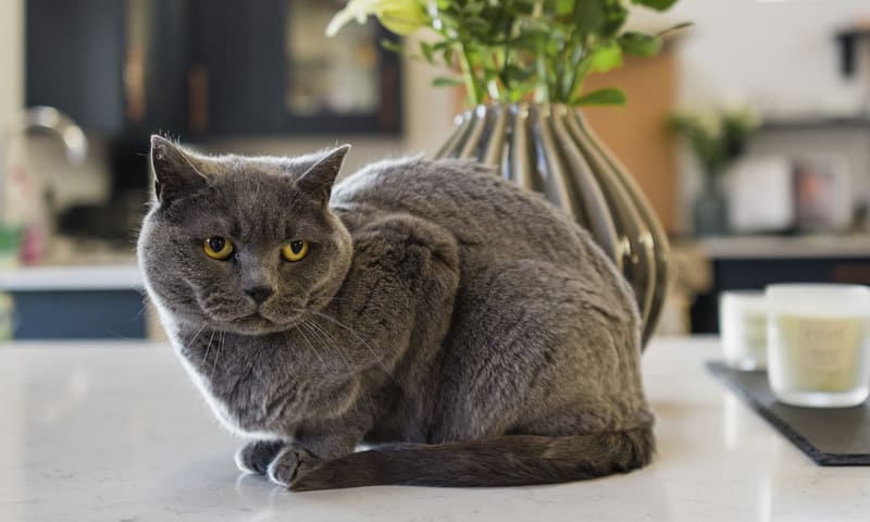 Assurance pour chat chartreux