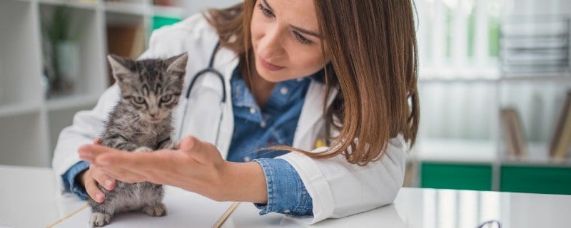 Classement assurances pour chat