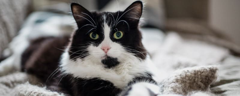 Prix de l'assurance chat