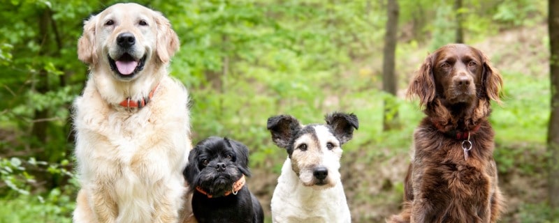 assurance chien de race