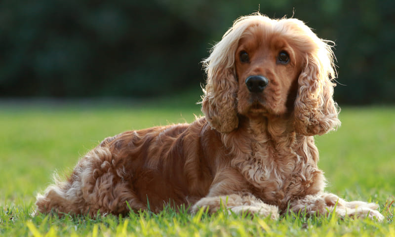 Mutuelle Cocker anglais