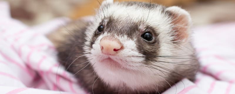 assurance pour furet
