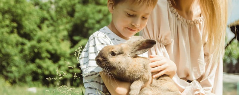 Assurance pour lapin