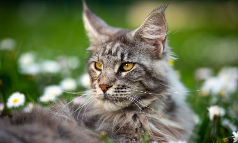 Assurance Maine Coon