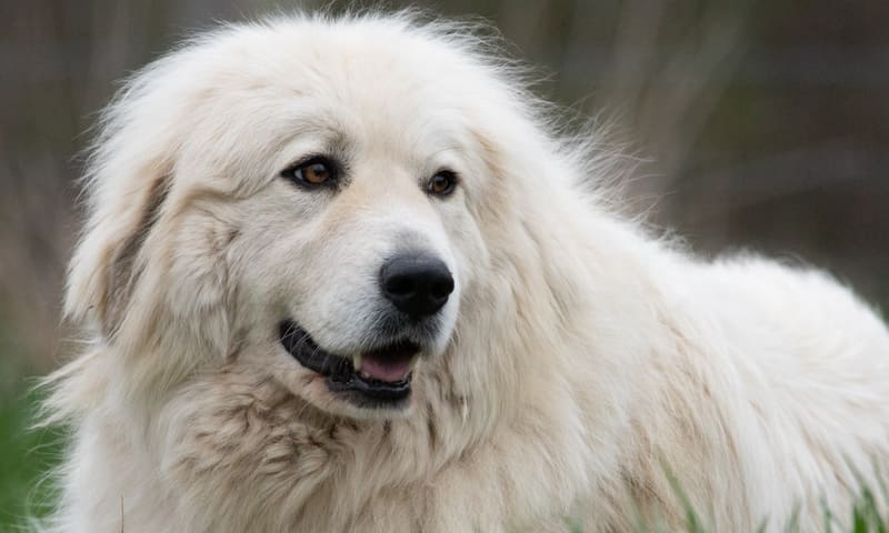 Assurance chien de montagne des Pyrénées ou Patou