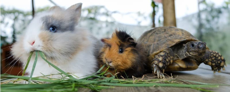 assurance nouveaux animaux de compagnie