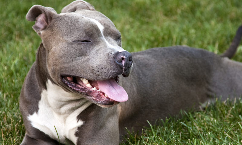 Assurance santé pour le pitbull