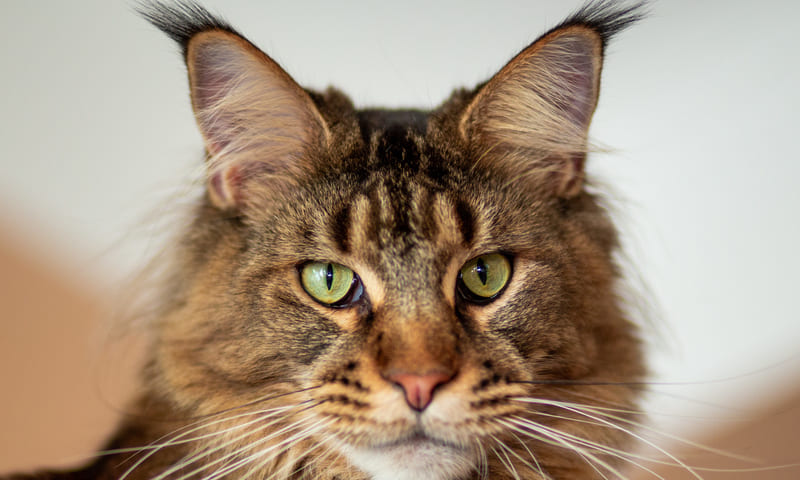 Assurance pour Pixie Bob