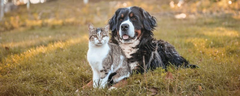 mutuelle pour plusieurs animaux