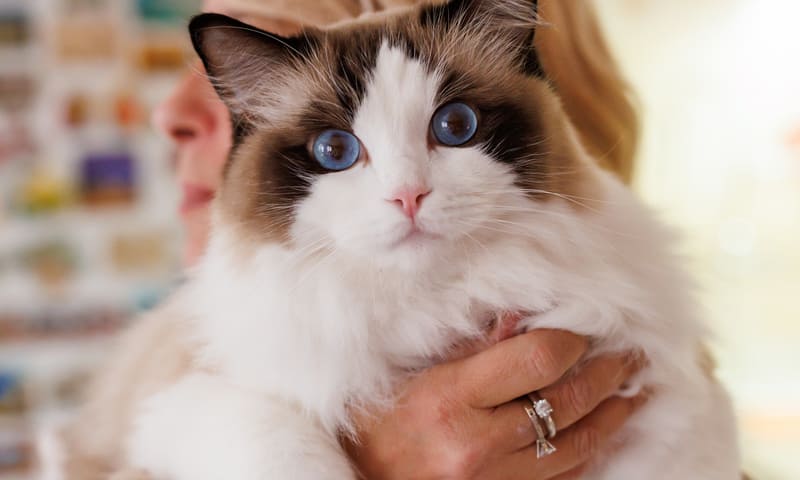 Assurance chat ragdoll