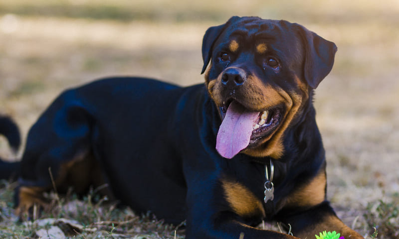 Assurance rottweiler