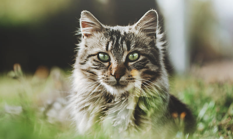 Assurances selon la race du chat