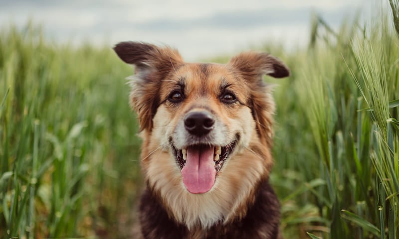 Assurance selon la race du chien