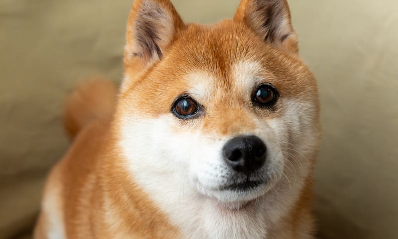 Pourquoi assurer un Shiba inu