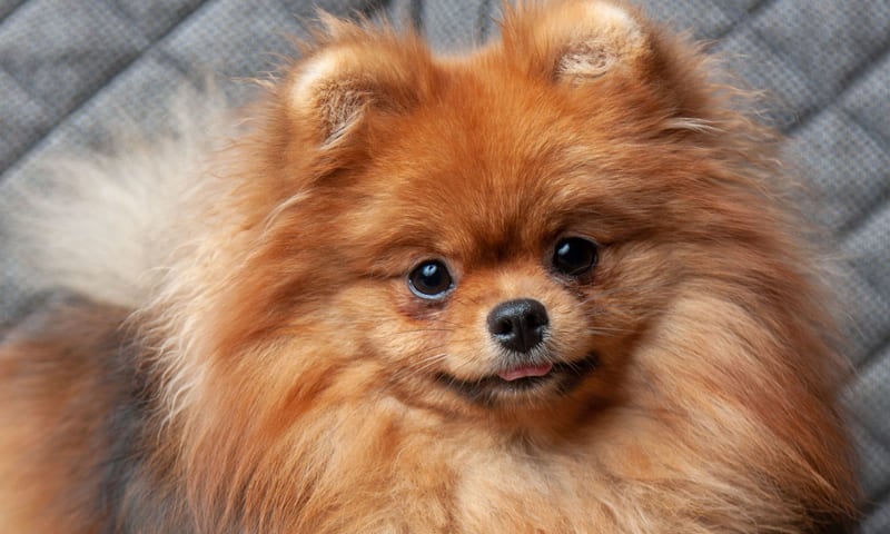 Assurance spitz allemand