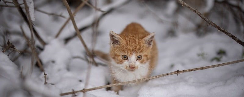 assurance pour chat de gouttière