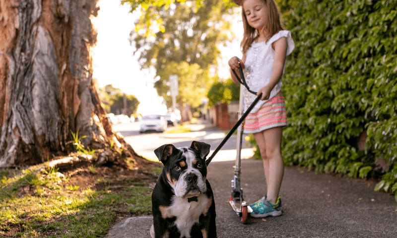 Chiens brachycéphales face aux problèmes respiratoires