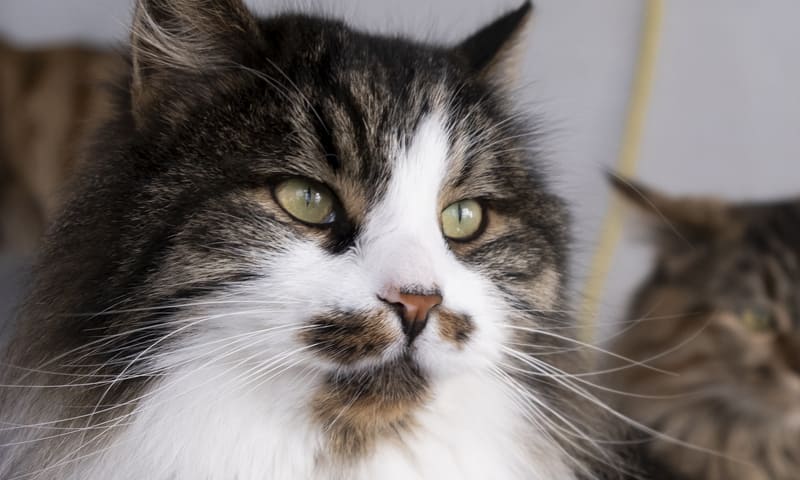 assurance chat pour un british longhair 